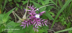 Tillandsia straminea image