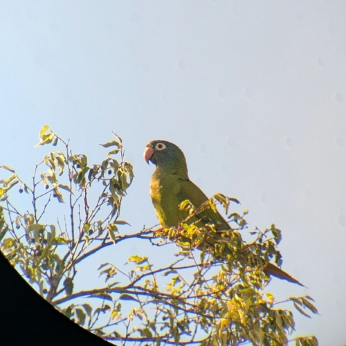 Aratinga cabeciazul (Thectocercus acuticaudatus)