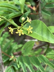 Secamone parvifolia