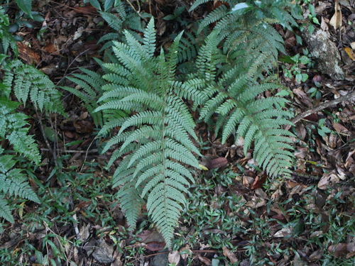 Microlepia sinostrigosa iNat (1)