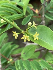 Secamone parvifolia