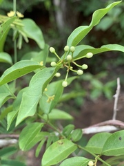 Secamone parvifolia