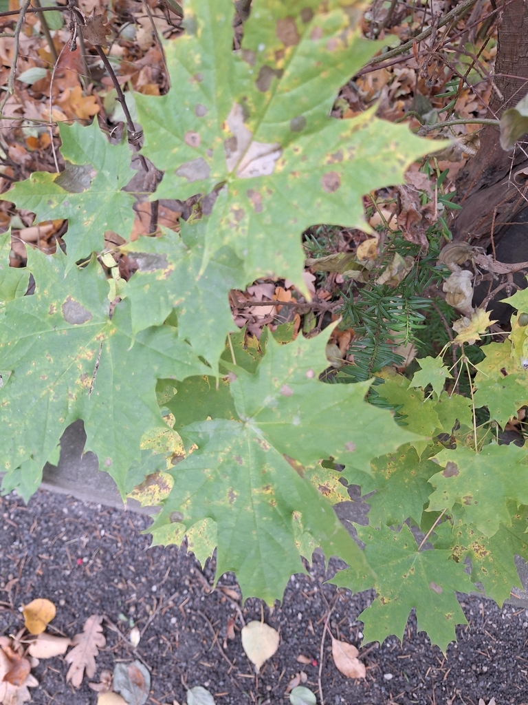 Acer platanoides