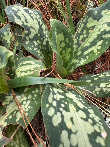 White Spotted Stenorrhynchos (Stenorrhynchos albidomaculatum)