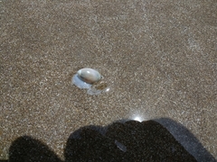 Olivancillaria orbignyi