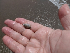 Olivancillaria orbignyi