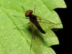 Chrysopilus fasciatus