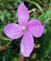 Arthrostemma ciliatum