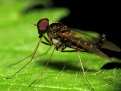 Chrysopilus fasciatus