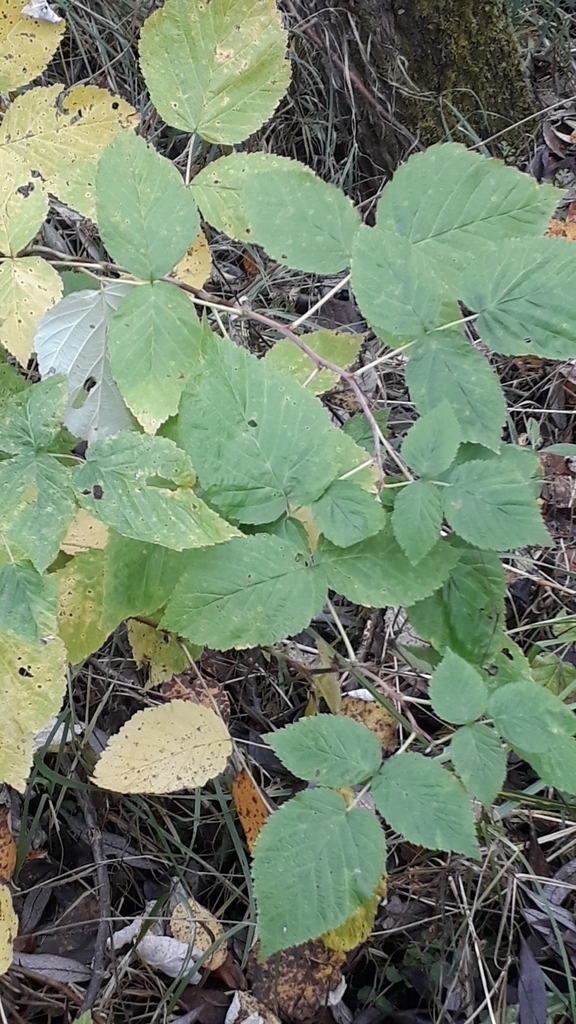 Rubus idaeus