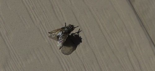 Unknown species found near Mounds View, MN 55112, USA
