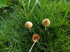 Conocybe