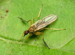 Platypalpus discifer