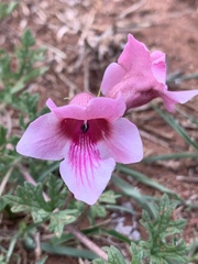 Dicerocaryum senecioides