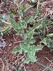 Dicerocaryum senecioides