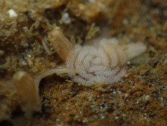 Tritonicula myrakeenae