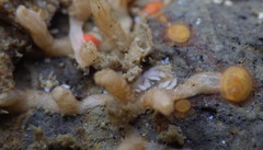 Tritonicula myrakeenae