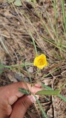 Chamaecrista flexuosa