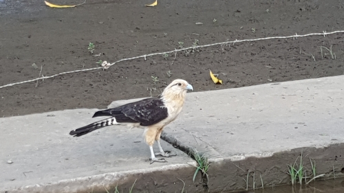 Yellow-headed Caracara