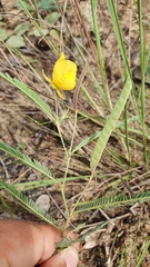 Chamaecrista flexuosa
