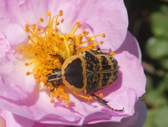 Euryomia argentea