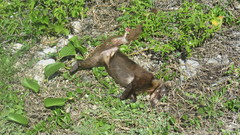 Nasua narica nelsoni