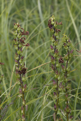 Pedicularis nasuta