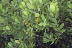 Myrica gale tomentosa