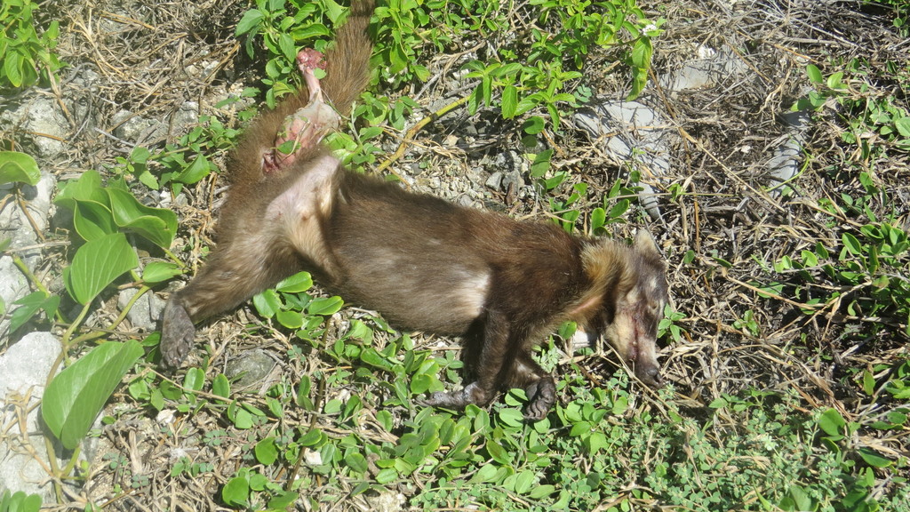 Cozumel Island Coati