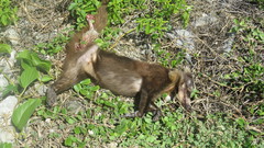 Nasua narica nelsoni