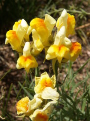 Linaria buriatica