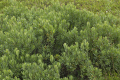 Myrica gale tomentosa