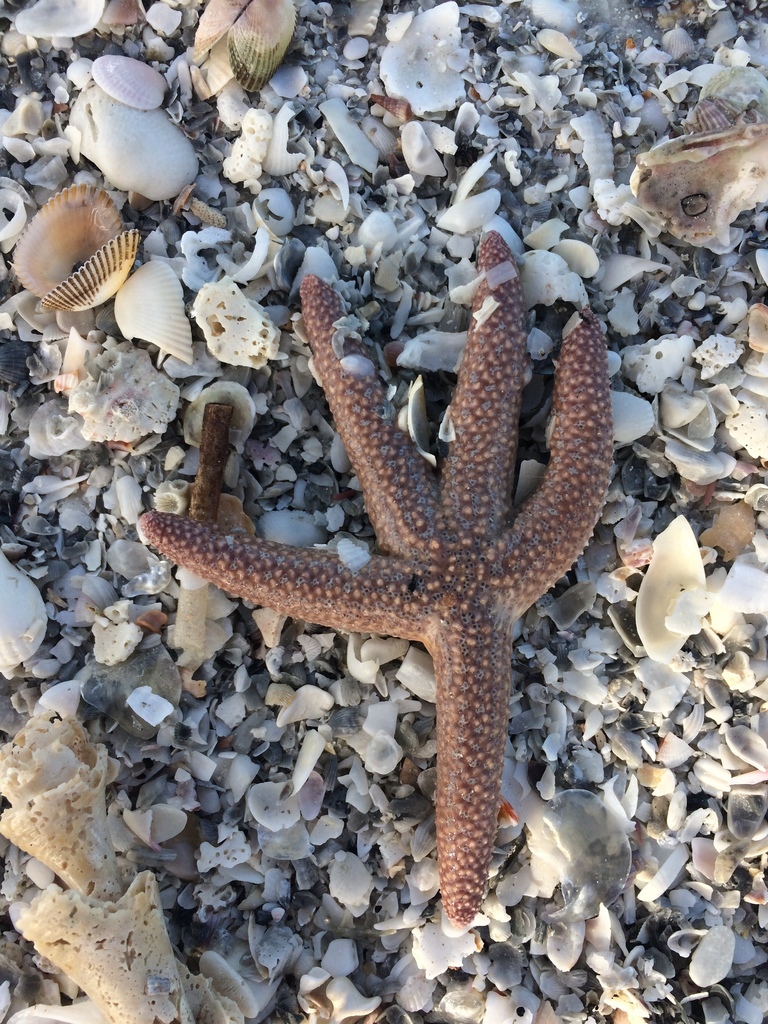 small-spine sea star