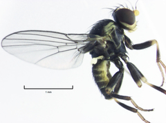 Liriomyza flavocentralis