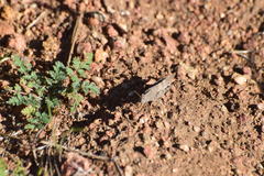 Lactista gibbosus
