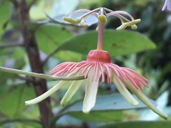 Passiflora jorullensis