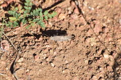 Lactista gibbosus