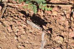 Lactista gibbosus