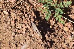 Lactista gibbosus