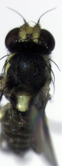 Liriomyza flavocentralis