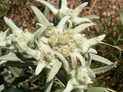 Leontopodium