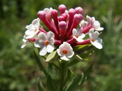 Stellera chamaejasme