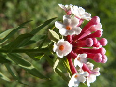 Stellera chamaejasme