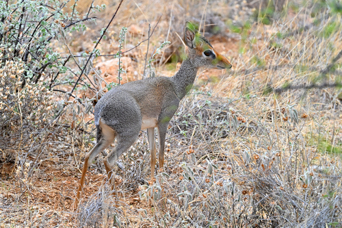 Günther's Dik-dik