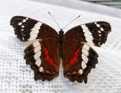 Anartia fatima