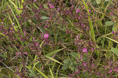 Pedicularis adunca
