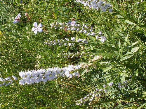 Veronica longifolia