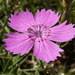 Dianthus chinensis - Photo (c) Yves Bas, μερικά δικαιώματα διατηρούνται (CC BY), uploaded by Yves Bas