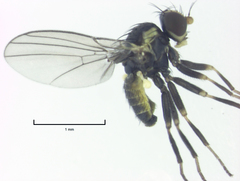 Liriomyza flavocentralis