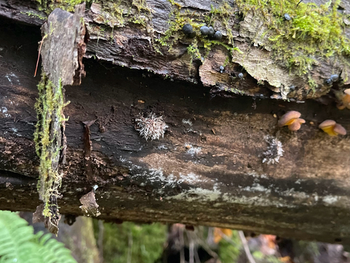 Tilachlidium brachiatum